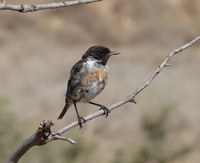 Aquest diumenge, 24 de febrer, es farà el taller Els ocells del parc es preparen per fer el niu al parc del Torrent de la Font i del Turó de l’Enric de Badalona