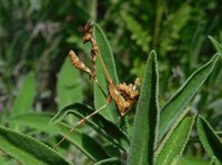 Diumenge es farà al parc del Torrent de la Font i del Turó de l’Enric de Badalona la primera fotomarató