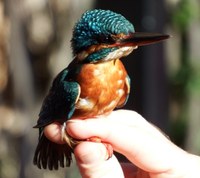 Els ocells seran els protagonistes dels tallers i activitats familiars de diumenge al parc del Torrent de la Font i el Turó de l’Enric