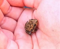 Els parcs de Can Solei i Ca l’Arnús i el del Torrent de la Font i del Turó de l’Enric de Badalona programen noves activitats per aquest diumenge