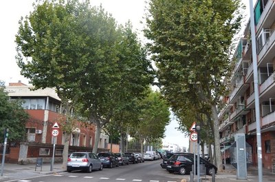 L’Ajuntament de Badalona fumigarà a partir d’avui els plataners i els oms dels barris de Sant Roc, Artigues, el Remei, el Congrés, Gorg i Llefià.