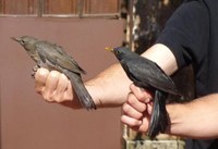 Les aus seran les protagonistes aquest diumenge de les activitats als parcs de Can Solei i Ca l’Arnús i del Torrent de la Font i del Turó de l’Enric de Badalona