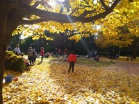 La Jugatecambiental proposa per aquest diumenge 8 de desembre descobrir els vessants poètics i romàntics del parc de Can Solei i de Ca l’Arnús