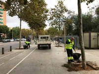 L’Ajuntament netejarà les males herbes i la brutícia de 30.000 escocells de la ciutat abans d’acabar l’any 2020