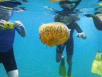 L’Ajuntament de Badalona ofereix sortides d’esnòrquel per donar a conèixer la riquesa natural de les platges de la ciutat