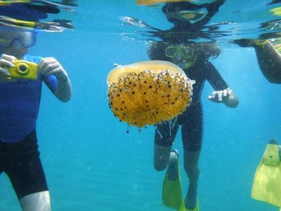 L’Ajuntament de Badalona ofereix sortides d’esnòrquel per donar a conèixer la riquesa natural de les platges de la ciutat.