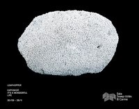 L’exposició gràfica It’s a wonderful life arriba al Centre Cultural El Carme de Badalona