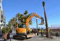 Badalona planta prop de 900 arbres a diversos districtes de la ciutat en la campanya 2021-2022