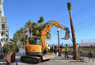 Badalona planta prop de 900 arbres a diversos districtes de la ciutat en la campanya 2021-2022.