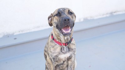 augment d'abandonaments d’animals de companyia.