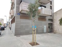 Badalona reposa prop de 600 arbres a diversos districtes de la ciutat