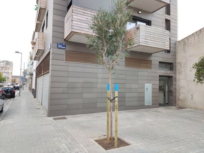 Badalona reposa prop de 600 arbres a diversos districtes de la ciutat.