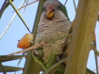 L’Ajuntament de Badalona col·labora amb el Museu de Ciències Naturals en la realització d’un estudi sobre l’expansió de la cotorra argentina