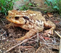 En marxa les activitats del cicle de tardor de la Jugatecambiental als parcs de Can Solei i de Ca l’Arnús i al parc del Torrent de la Font i del Turó de l’Enric de Badalona
