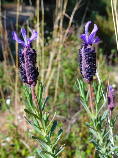 Diumenge es farà un taller de plantes aromàtiques al parc de Can Solei i de Ca l’Arnús de Badalona.