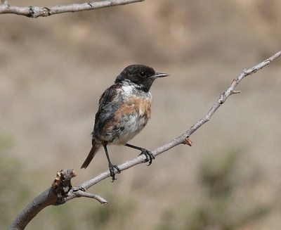 El proper diumenge, 4 de març, al parc de Can Solei i de Ca l’Arnús de Badalona es farà el taller Qui viu a les caixes niu?.