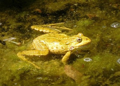 Aquest diumenge 15 d’abril tallers sobre l’aigua i els amfibis al parc de Can Solei i de Ca l’Arnús de Badalona.