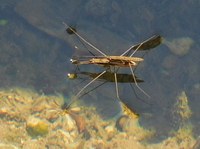 Aquest diumenge, 13 de maig, es farà el taller Qui viu a l’estany?, al parc de Can Solei i de Ca l’Arnús de Badalona