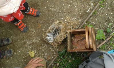 Aquest diumenge, 13 de maig, al parc del Turó d’en Caritg de Badalona es farà una activitat guiada sobre ocells.