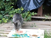 El proper mes de juliol començarà el condicionament d’un nou espai per acollir temporalment gats en situació d’emergència, ubicat al Districte I