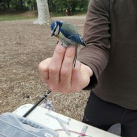 Aquest diumenge, 30 de setembre, es farà un taller d’anellament d’ocells al parc de Can Solei i de Ca l’Arnús de Badalona i el taller creatiu Dibuixem, pintem i construïm ocells