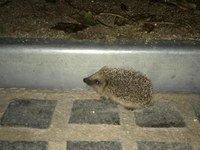 Troben dos eriçons abandonats a la plaça de Pompeu Fabra de Badalona