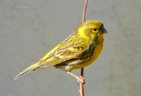 Activitat familiar per descobrir els ocells que habiten al parc del Torrent de la Font i del Turó de l’Enric de Badalona