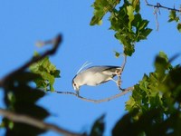 Aquest diumenge 12 d’abril es farà l’activitat “Coneguem i observem els ocells del parc” al Parc de Can Solei i de Ca l’Arnús