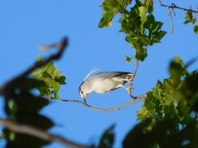 Aquest diumenge 12 d’abril es farà l’activitat “Coneguem i observem els ocells del parc” al Parc de Can Solei i de Ca l’Arnús.