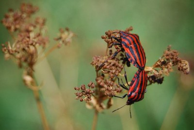 Aquest diumenge “Coneguem els insectes del parc Torrent de la Font i del Turó de l’Enric”, una activitat emmarcada dins la ‘Jugatecambiental’.