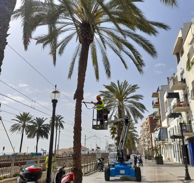 Palmeres al carrer de Santa Madrona.