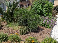 Badalona recupera la plena operativitat de la xarxa de reg després de dos anys de sequera