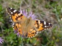 “Coneguem els insectes del parc Torrent de la Font i del Turó de l’Enric” és la nova activitat de la ‘Jugatecambiental’ per aquest diumenge 19 de maig