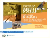 Jornada d’anellament d'ocells a l’Escola de Natura Angeleta Ferrer de Badalona per conèixer les espècies que viuen a la Serralada de Marina