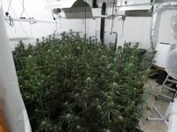 La Guàrdia Urbana de Badalona desmantella una plantació de marihuana al barri de Canyadó