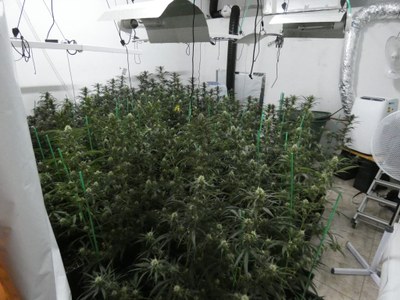 La Guàrdia Urbana de Badalona desmantella una plantació de marihuana al barri de Canyadó.