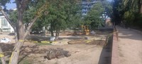 L’Ajuntament de Badalona i l’AMB actuen per millorar l’estat dels arbres més afectats per l’episodi de sequera del parc de Can Solei i de Ca l’Arnús