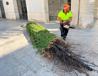 L’Ajuntament de Badalona tala el xiprer de la plaça de la Vila que s’ha cremat tres cops durant el darrer any i mig