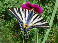 Les papallones són les protagonistes de dues de les activitats de l’Escola de Natura Angeleta Ferrer