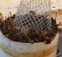 L’Escola de Natura de Badalona presenta una activitat per conèixer la vespa asiàtica i l’amenaça que representa