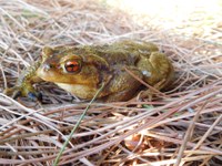Qui viu als estanys i basses del parc? nova proposta de la ‘Jugatecambiental’ per aquest diumenge 12 de maig al parc de Can Solei i de Ca l’Arnús de Badalona