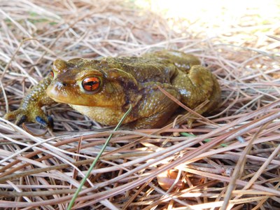 Qui viu als estanys i basses del parc? nova proposta de la ‘Jugatecambiental’ per aquest diumenge 12 de maig al parc de Can Solei i de Ca l’Arnús de Badalona.