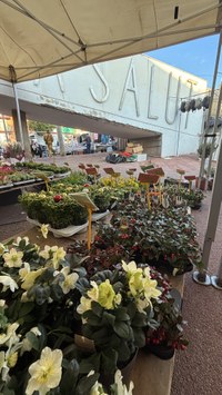 encants dimecres flors.jpeg