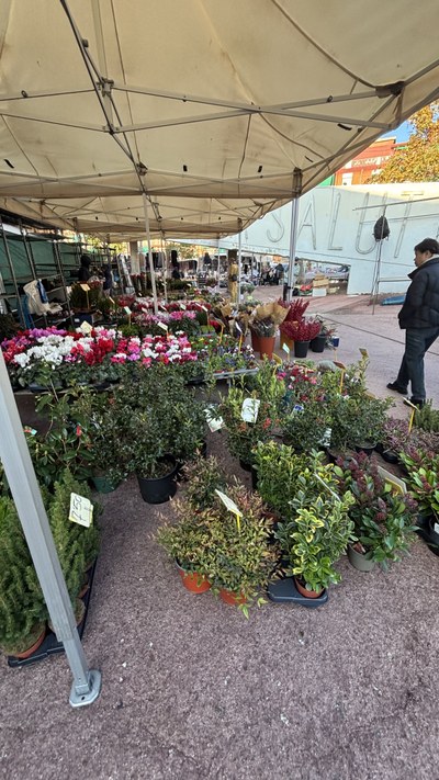 encants dimecres plantes.jpeg.