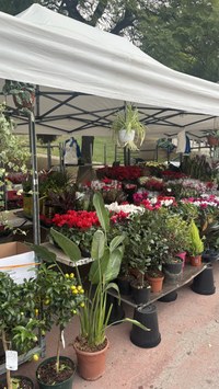 encants divendres plantes.jpeg