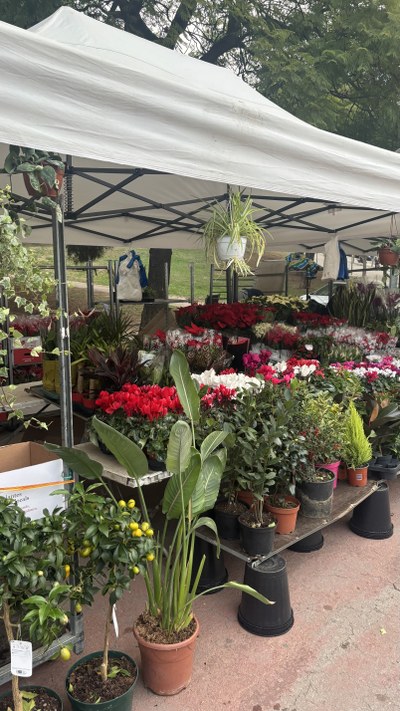 encants divendres plantes.jpeg.