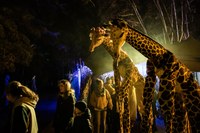 Girafes al Campament Reial.jpg