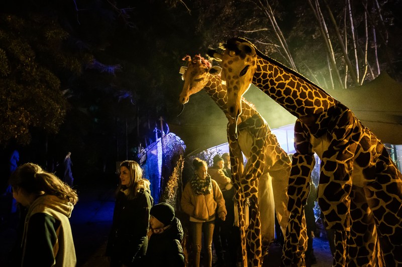Girafes al Campament Reial.jpg