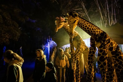 Girafes al Campament Reial.jpg.