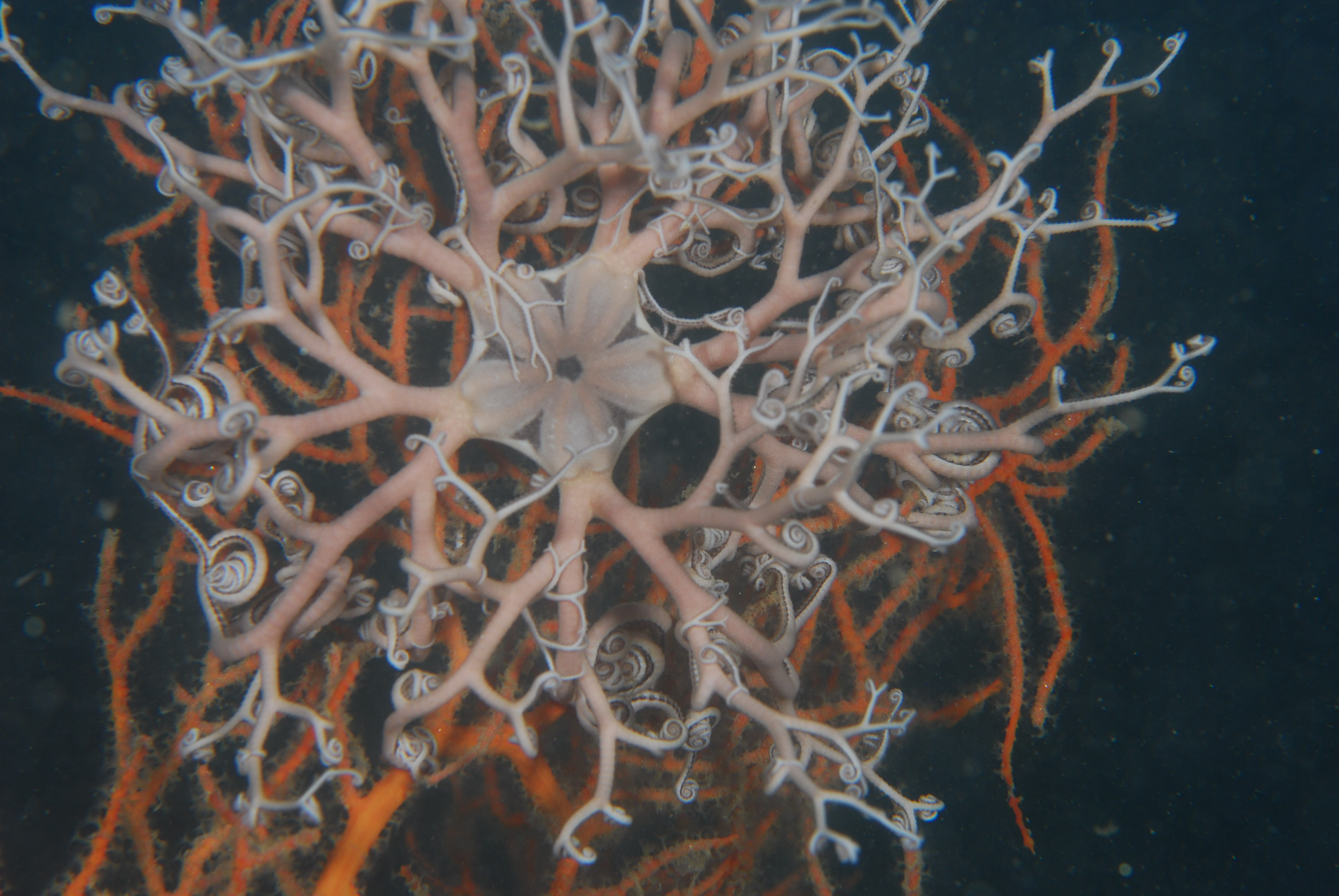 coral·ligen 4